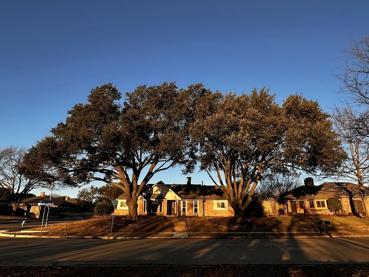Established residential canopy tree shading a home in Cudahy